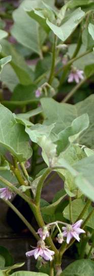 Auberginenpflanze in der Bl&uuml;te